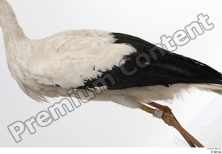 Black stork back wing 0003.jpg